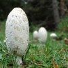 3Coprinus comatus